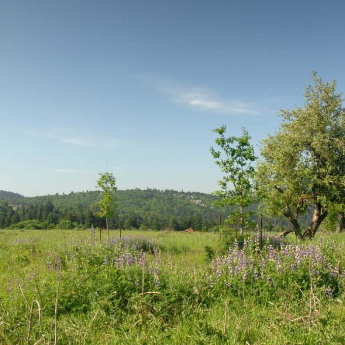 Near Powell Butte Nature Park, Pioneer Orchard Trail