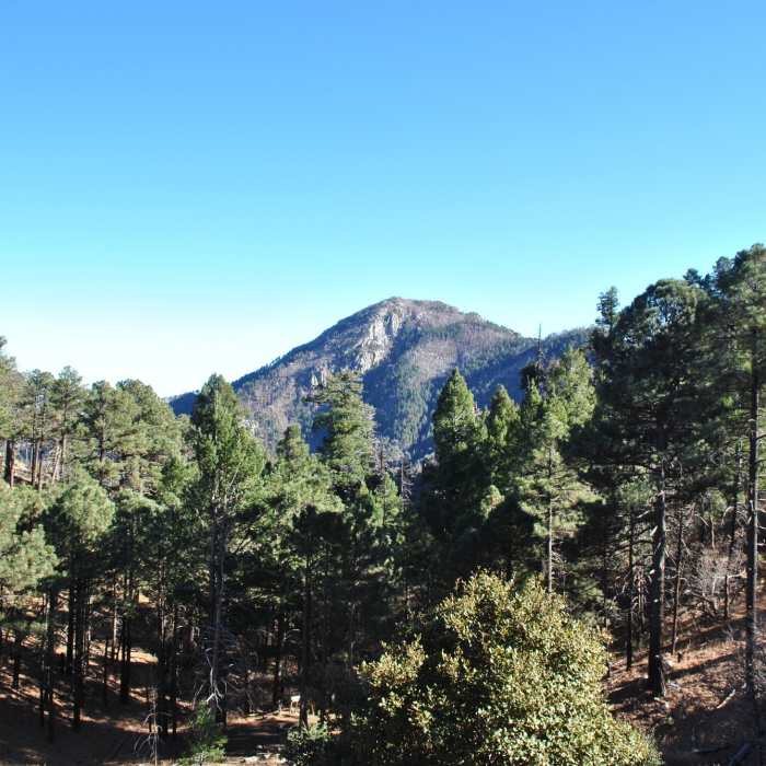 Near Carr Peak via Miller Canyon Trail