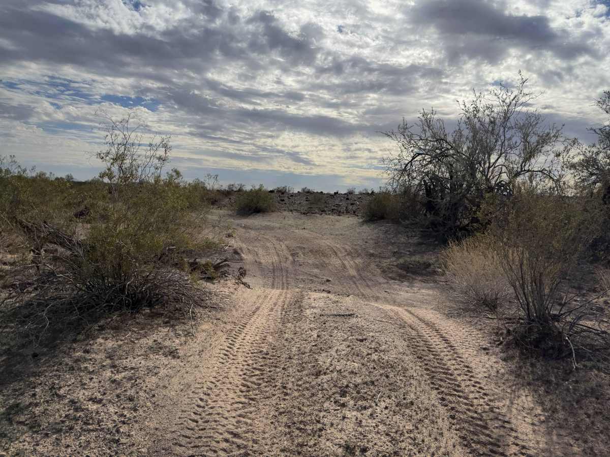 Sonoran Spur  photo 5