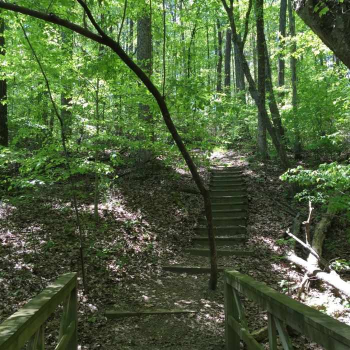 Over foot bridges and wooden steps among the spring green leaves. Near Medlock Loop