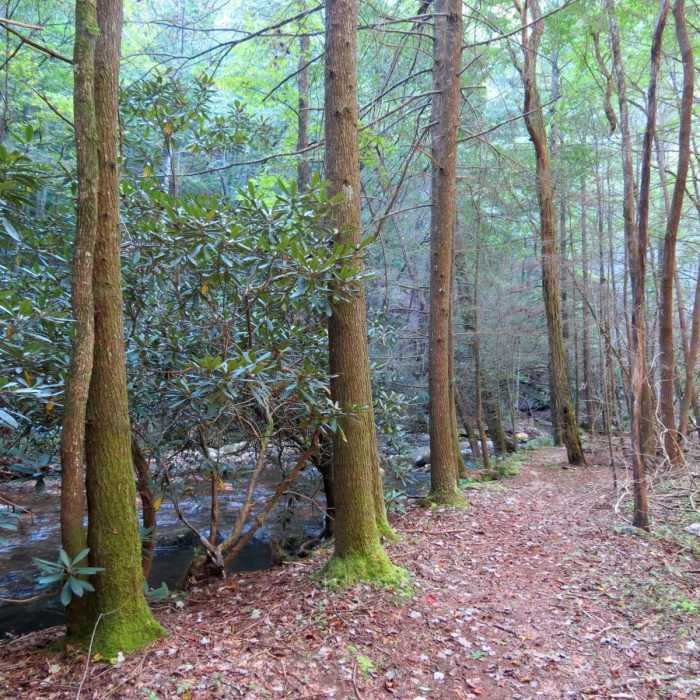 Near Conasauga River Trail Near Conasauga River Trail
