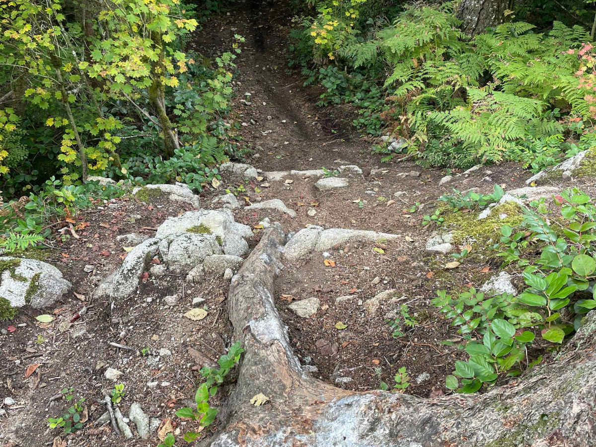 Wolf Trail photo 5