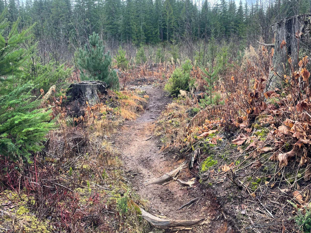 Less Sticks trail photo