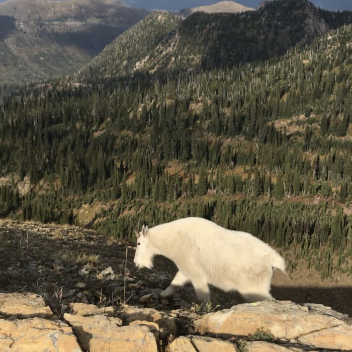 Goats hangin out at the peak! Near Mt. Aeneas Trail #717