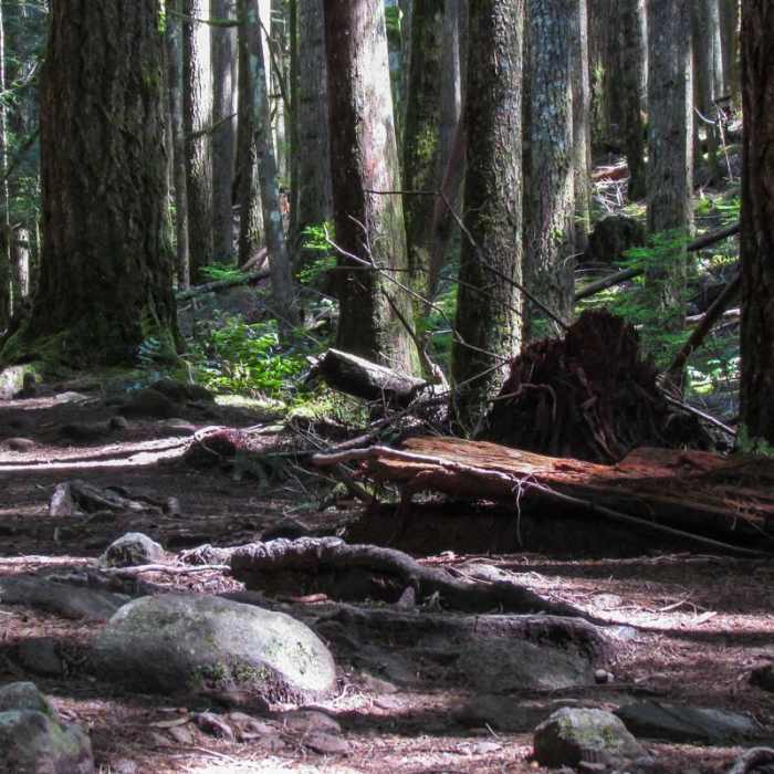 Near Heybrook Lookout