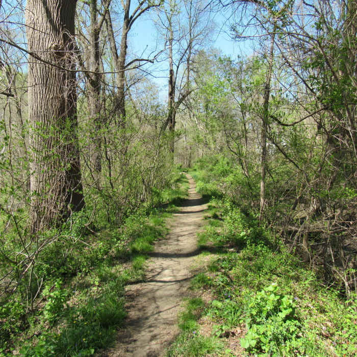 Near Oella Mill Race Trail