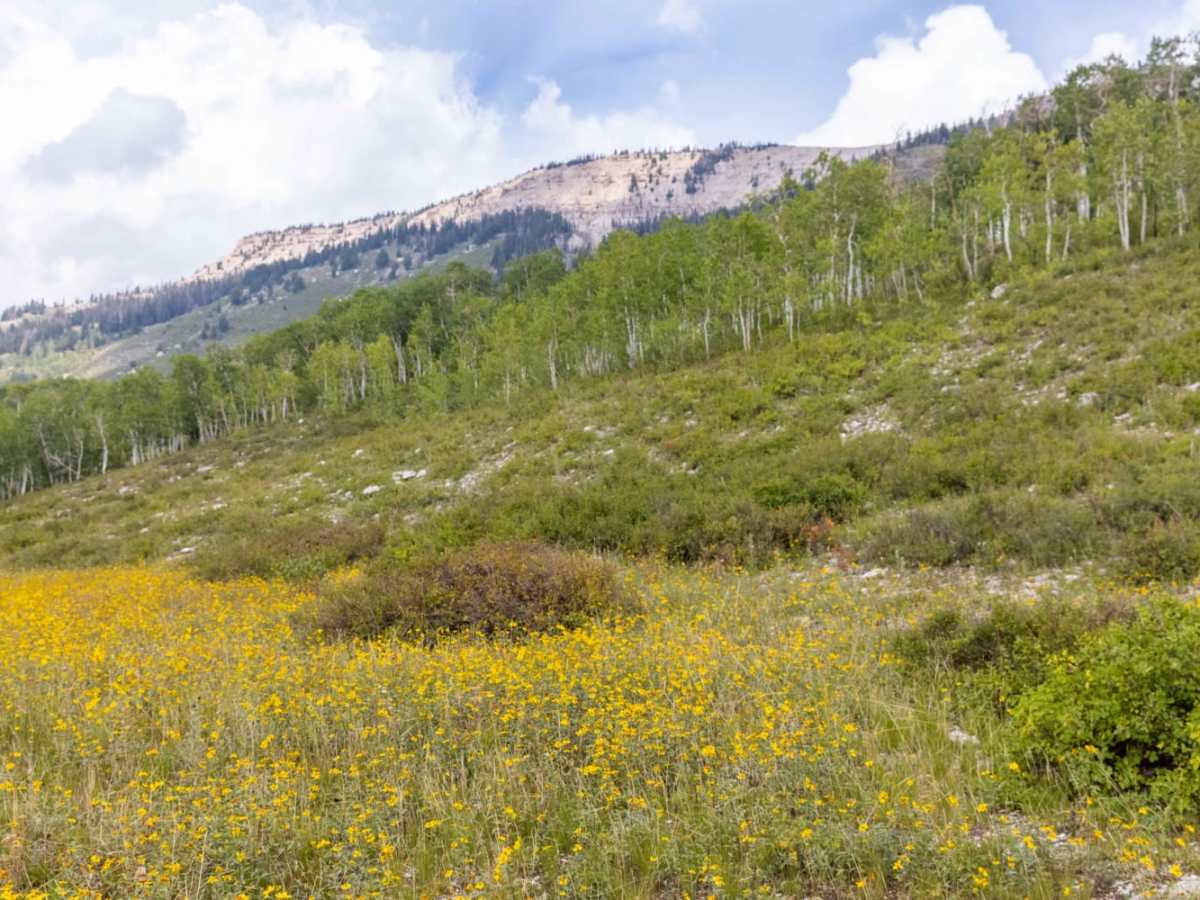 Giant Aspen Trail trail photo