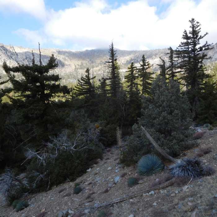 Near Tototngna Nature Trail #9W31