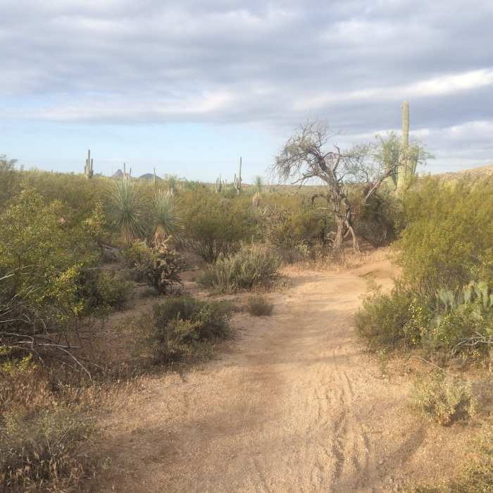 Maverick Trail Near Cholla Mountain Loop Trail