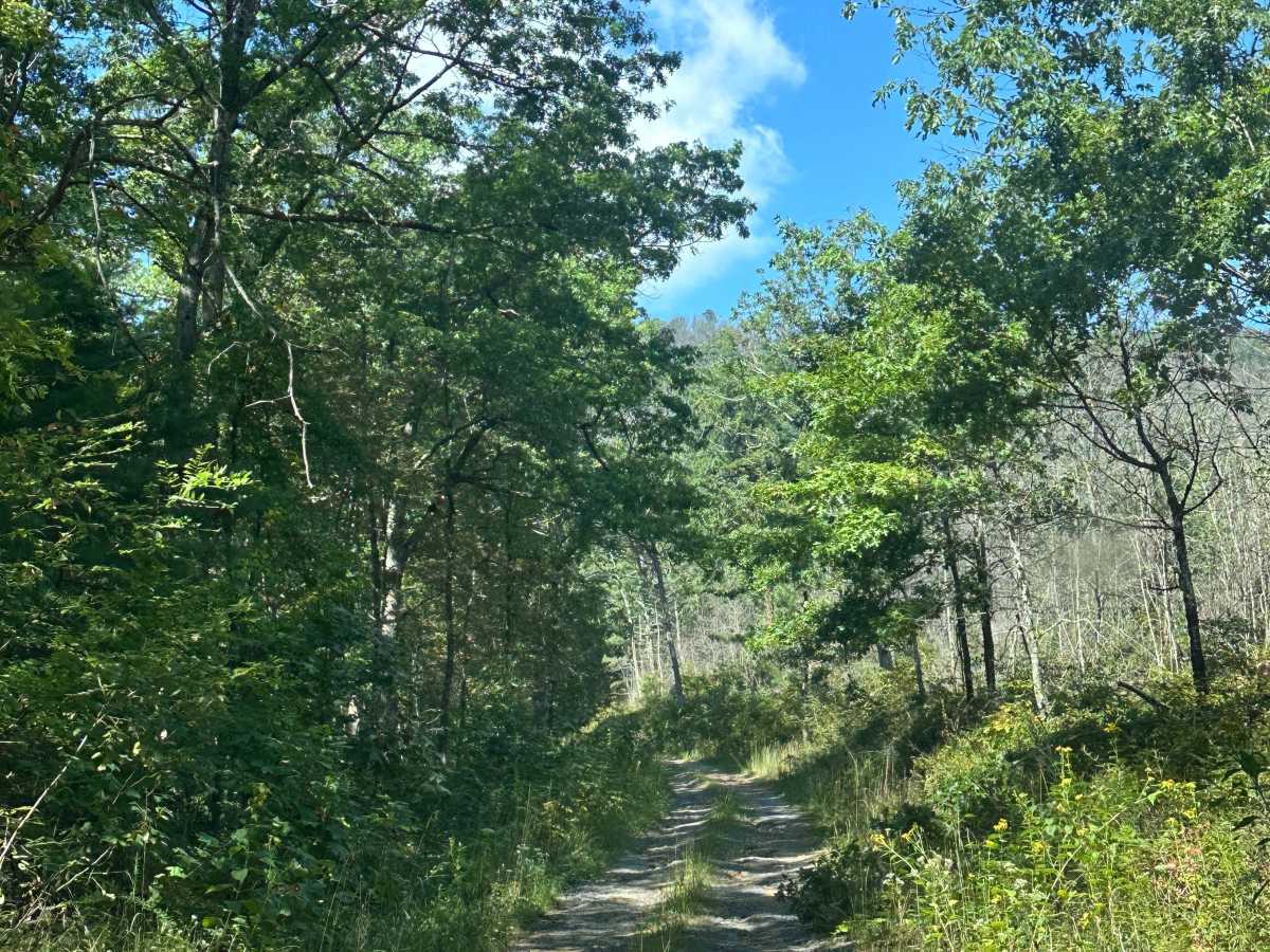White Oak Flat trail photo