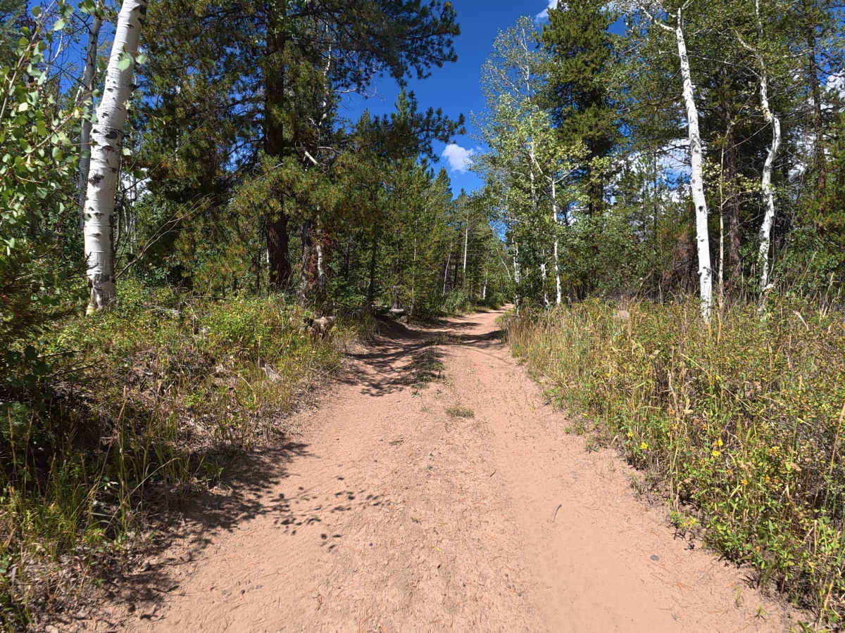 Ellison Mountain Road - FS 273 photo 6
