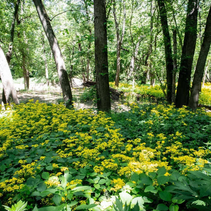 Near Amphitheater Multi-Use Trails