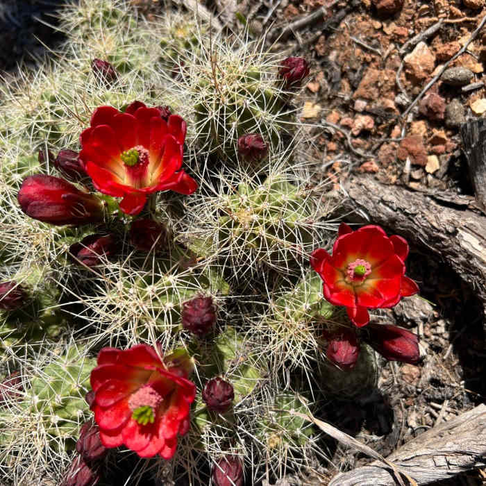 Near Arizona Trail Passage 43: Buckskin Mountain