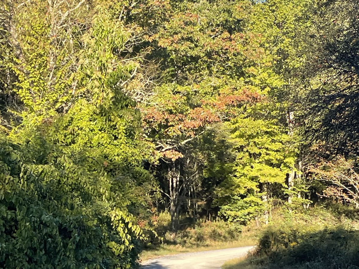 Laurel Creek Road photo 4