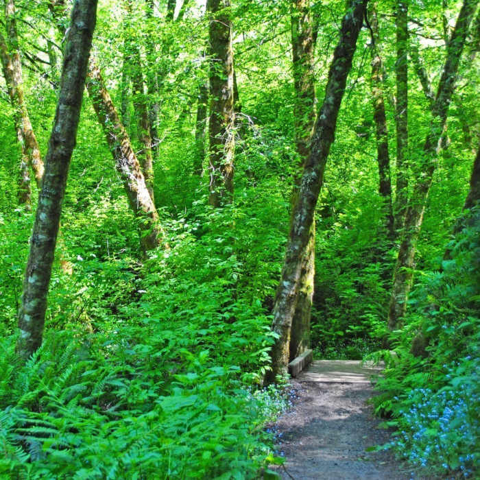 Bridge crossing Wittemore Creek Near Whittemore Gulch Trail