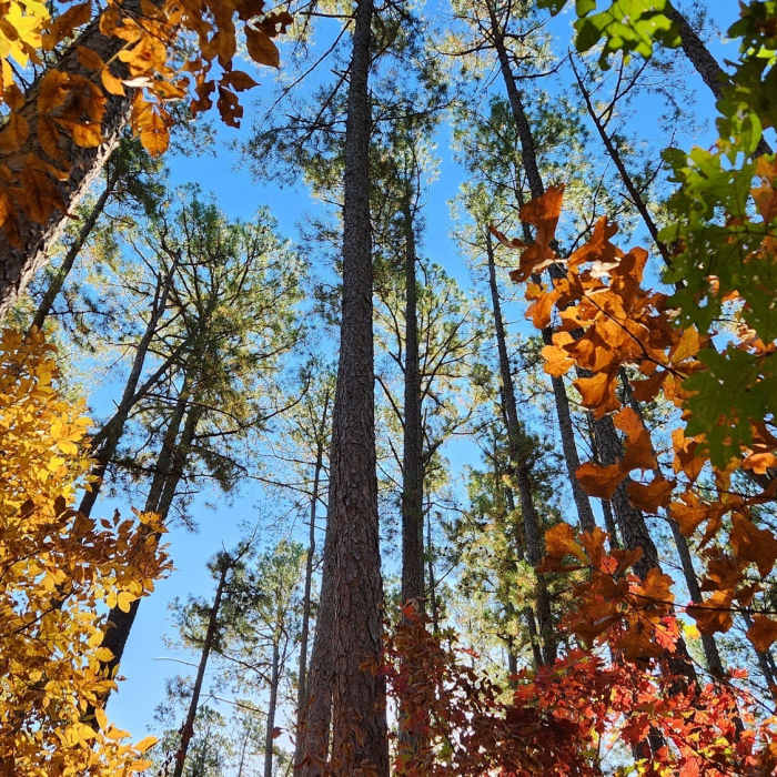 October 14, 2022 fall backpacking trip. Beautiful pines Near Big Piney Loop Hike Via Cutoff