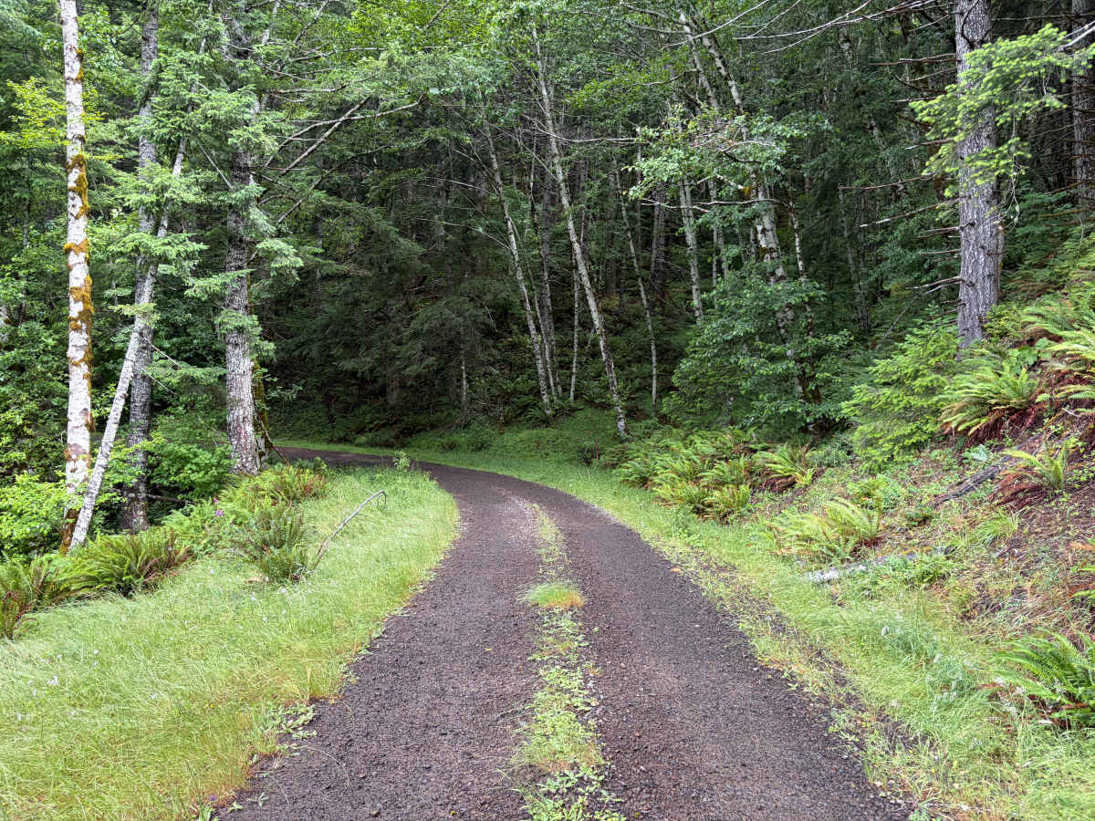 Salmonberry Road photo 4