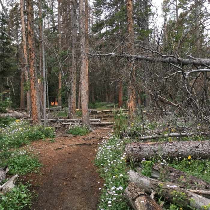 Near Mount Shavano and Tabeguache Peak