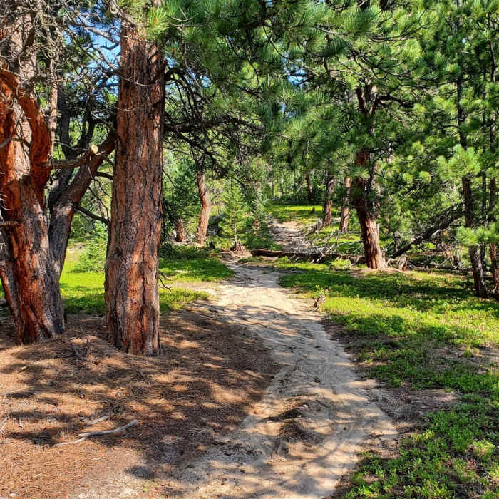 Near Twin Sisters Peak Trail