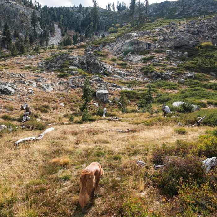 Near Castle Lake Overlook