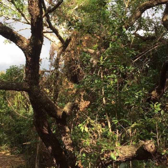 Live oak. Near Maritime Hammock Sanctuary
