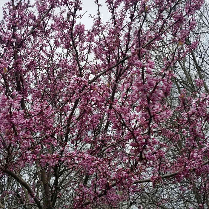 Lovely spring blooms flourish along the High Trail. Near Clear Creek Natural Heritage Center
