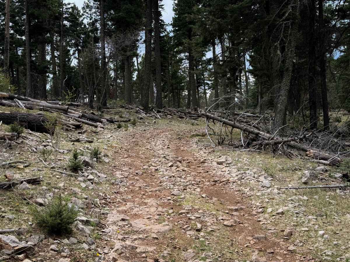 Schofield Canyon Trail - FS 5007A photo 5