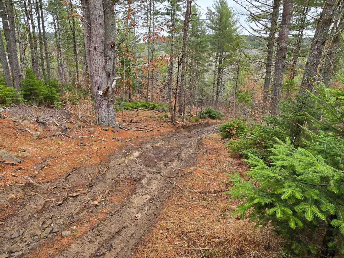 Tree Root Trail photo 2
