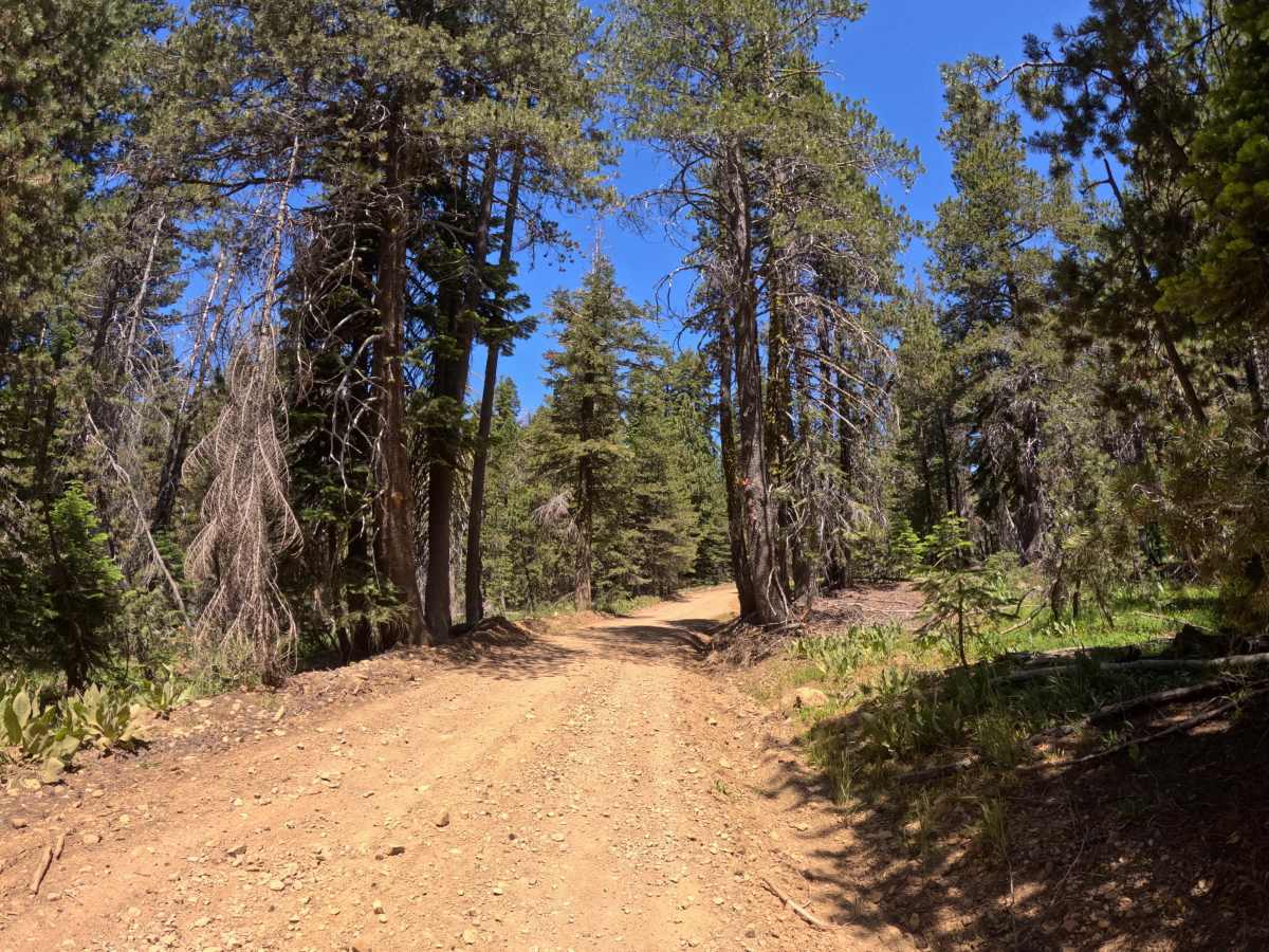 Mills Peak - FS 12E74 trail photo