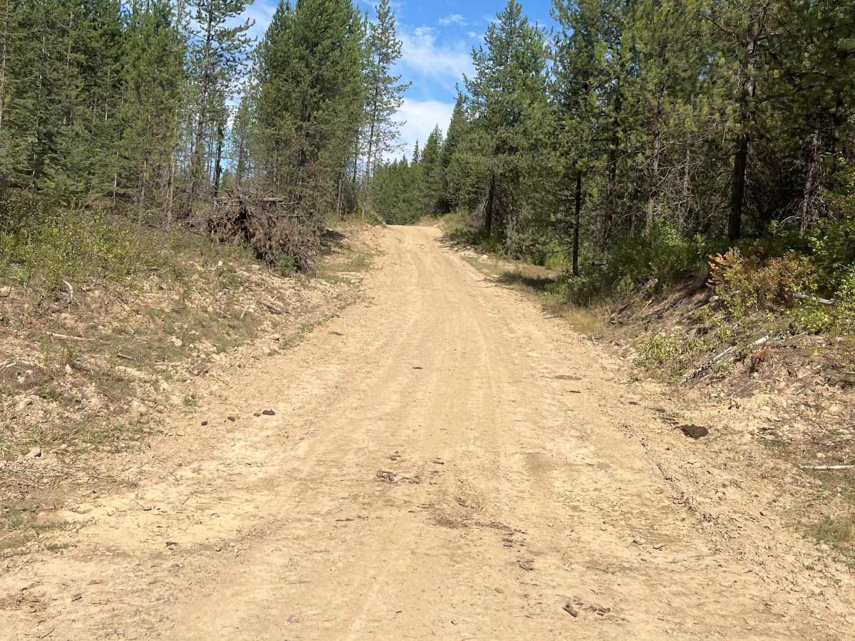 New Logging Road photo 3