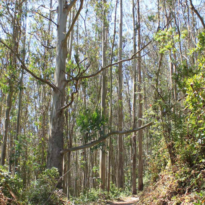 Near Montara Mountain Trail