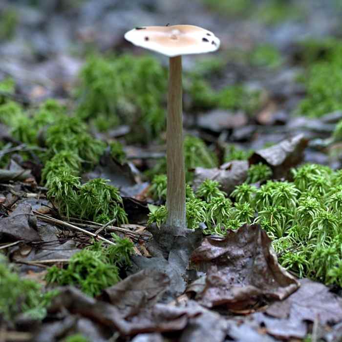 Near Atlantic White Cedar Trail