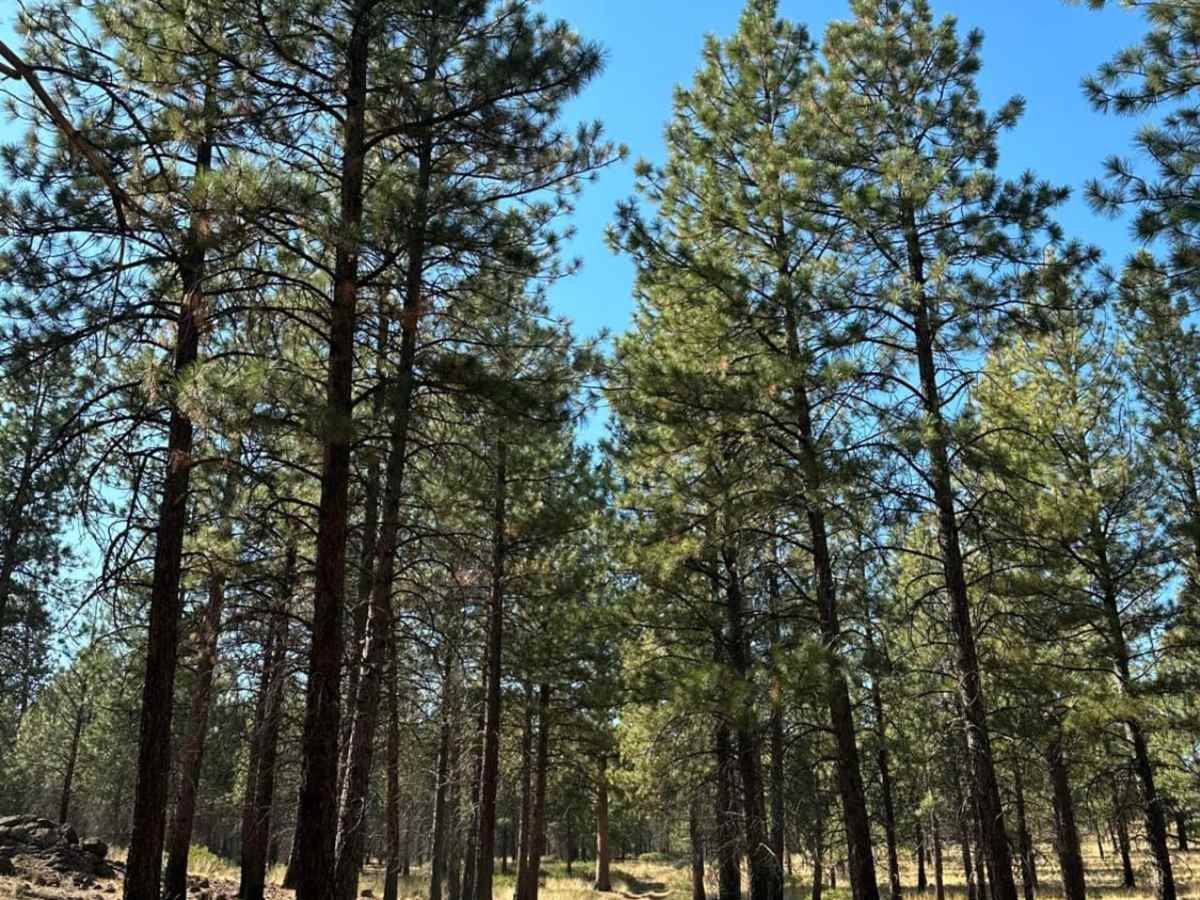 Sisters to Trout Creek Butte Trails photo 5