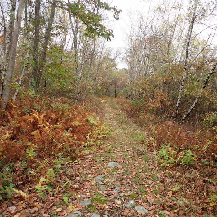 Near Mt. Tammany Fire Road