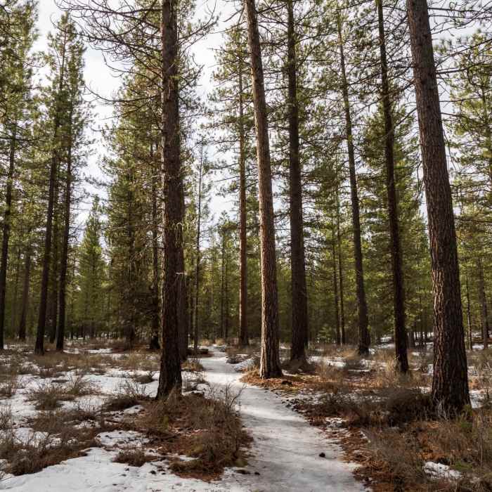 Near Cougar Woods Loop