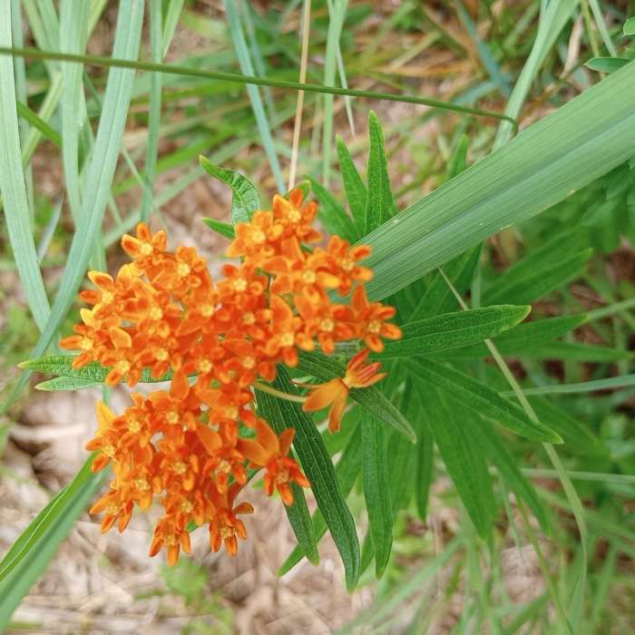 Wildflowers on the trail Near Caledon West Side to the Marsh