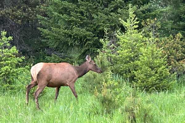 North Fork Little Naches - FS 1906