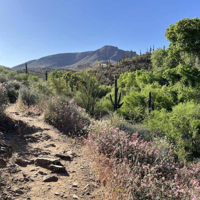 Near Spur Cross - Dragonfly Loop