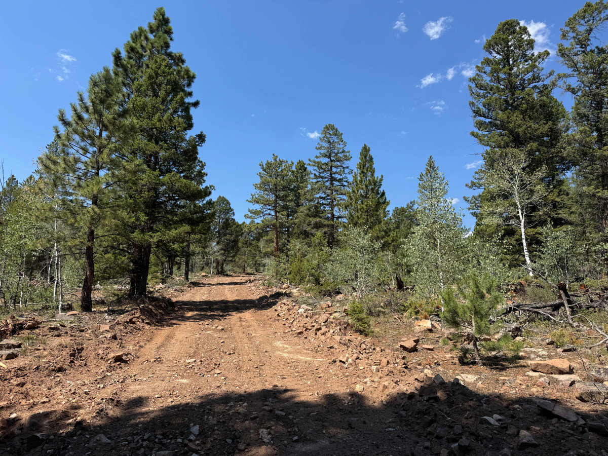 BLM 6111A photo 6
