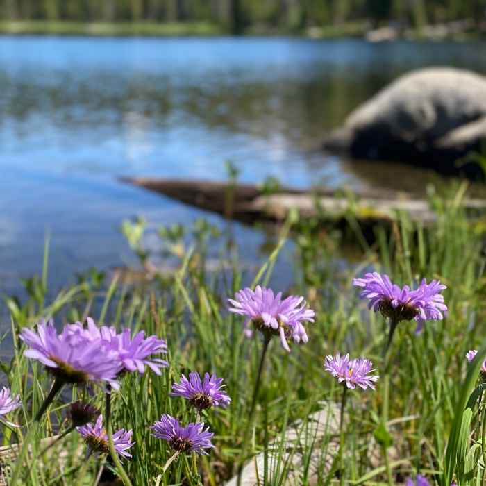 Flowers at Lost Lake Near Lost Lake Trail