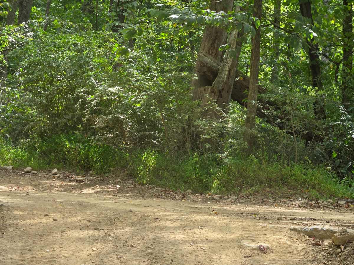 Trail 45 photo 2