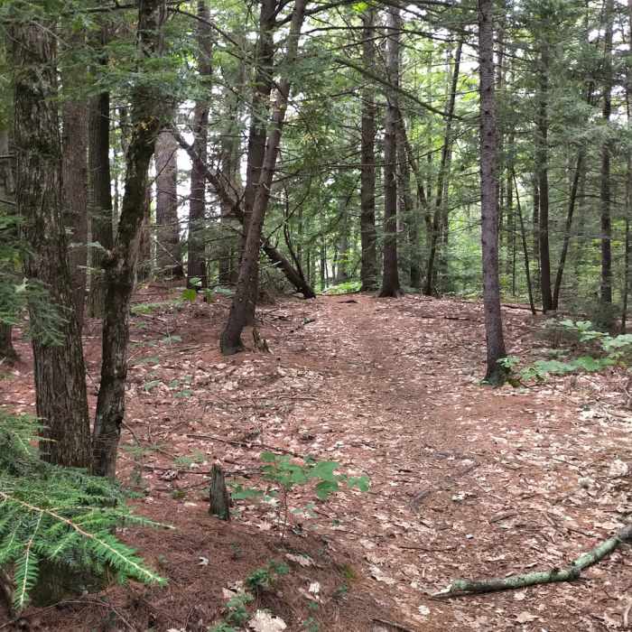 Near Pudding Pond Loop