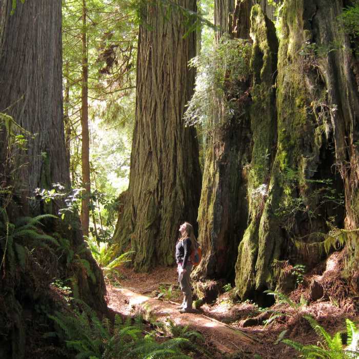 A hiker enjoys massive redwoods at Prairie Creek Redwoods State Park. Near West Ridge Trail