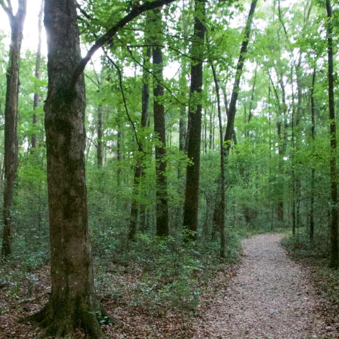 Ichetucknee Springs Hiking Near Ichetucknee Springs State Park