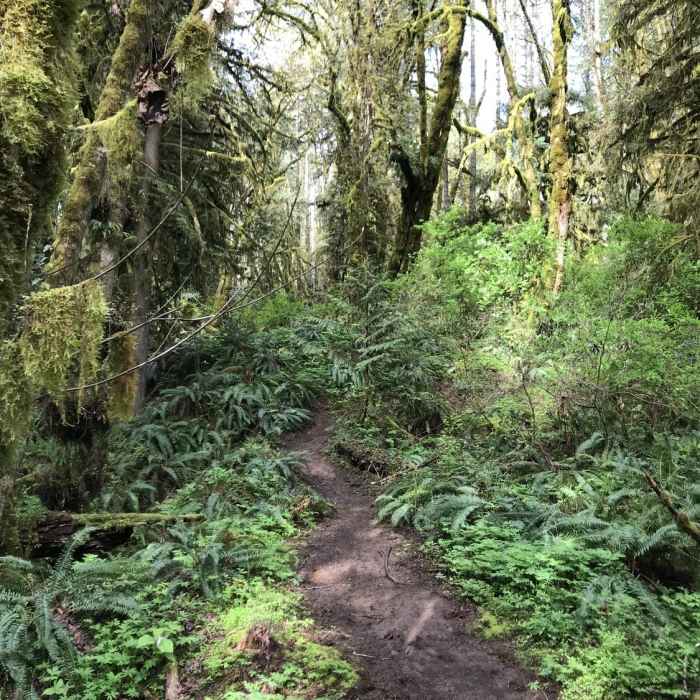 Near Henry Hagg Lake Loop