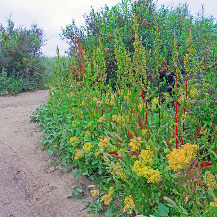 Near Beach Trail-Monument Loop