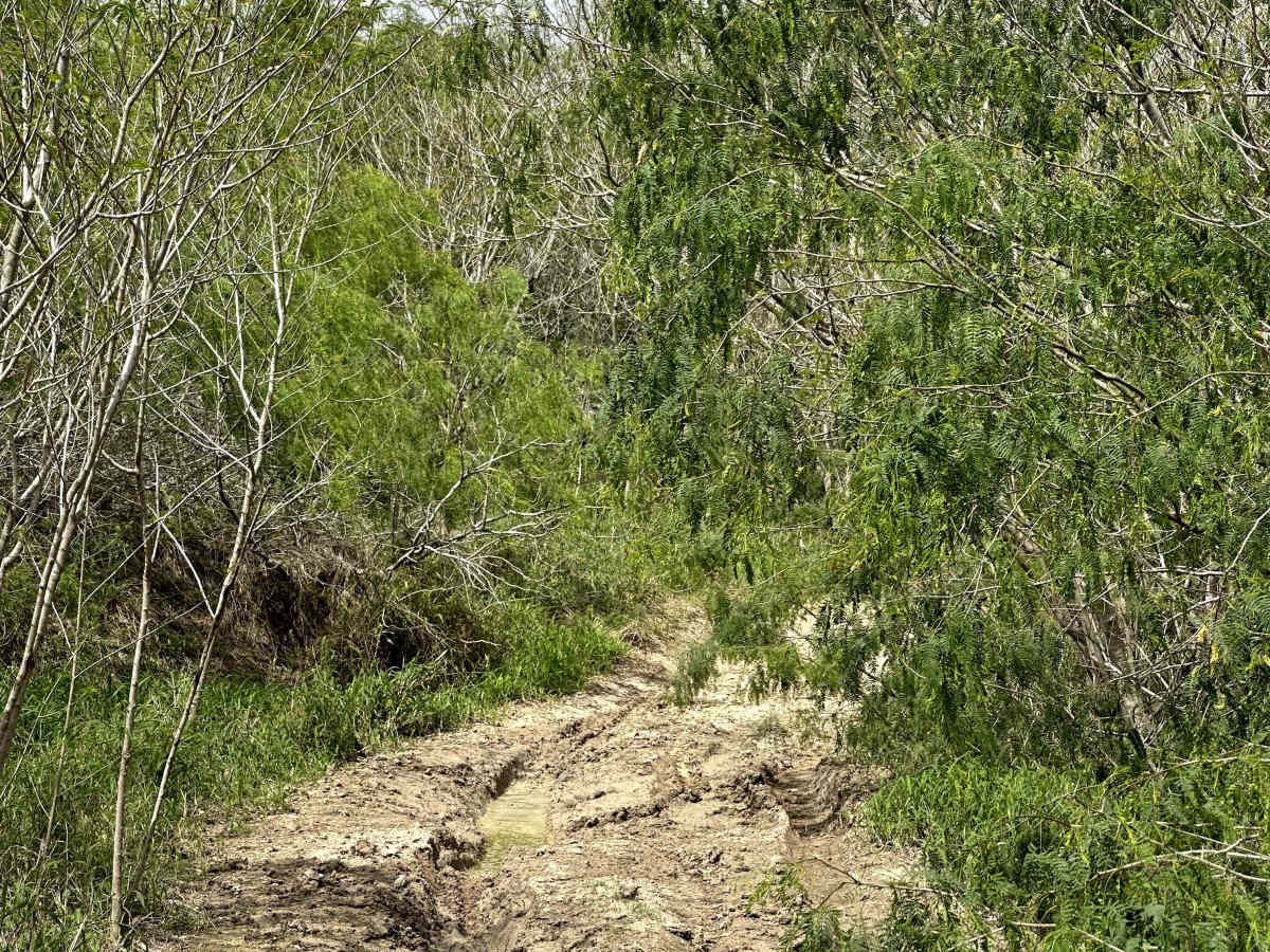 Mosquito Track trail photo