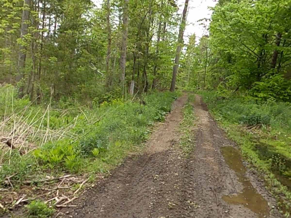 Lewis County Area A - Green Trail photo 2