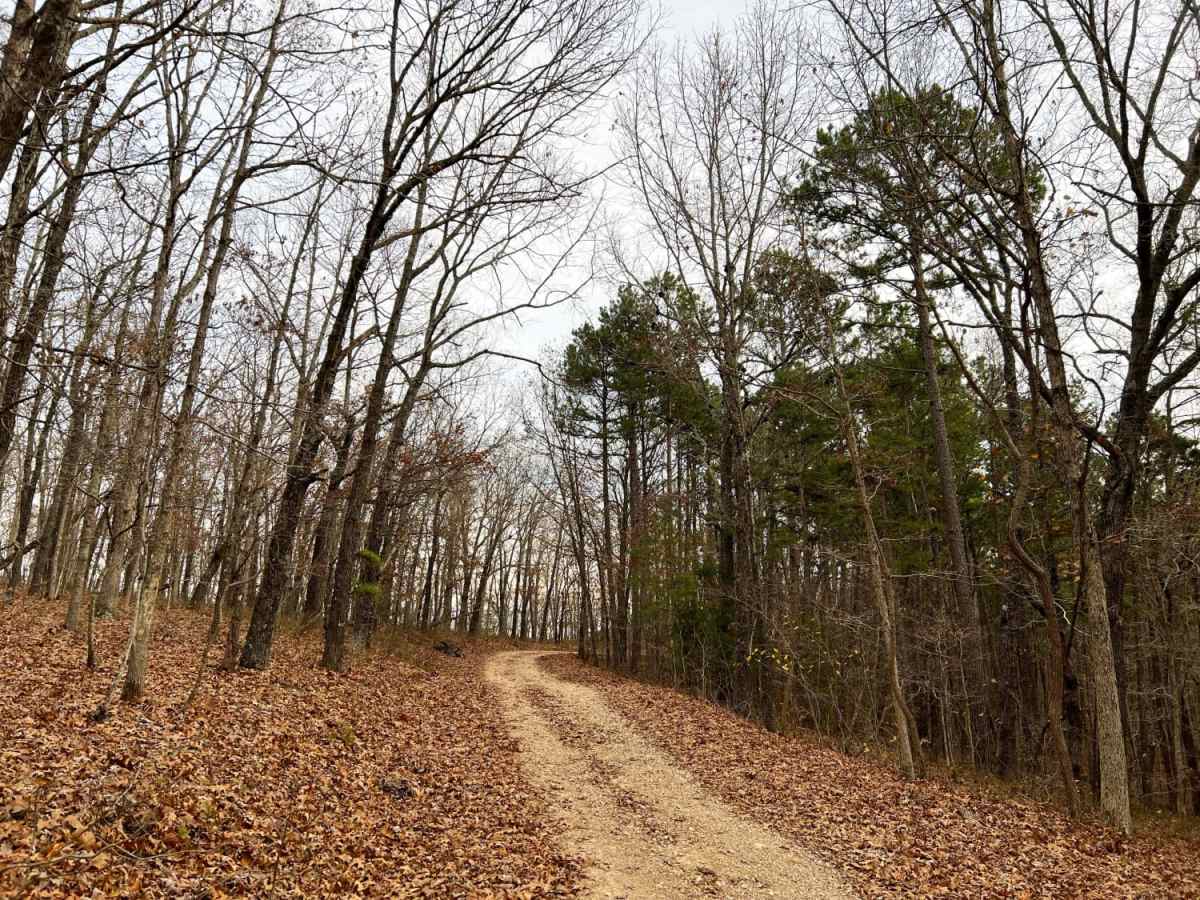 Mary Cole Ridge trail photo