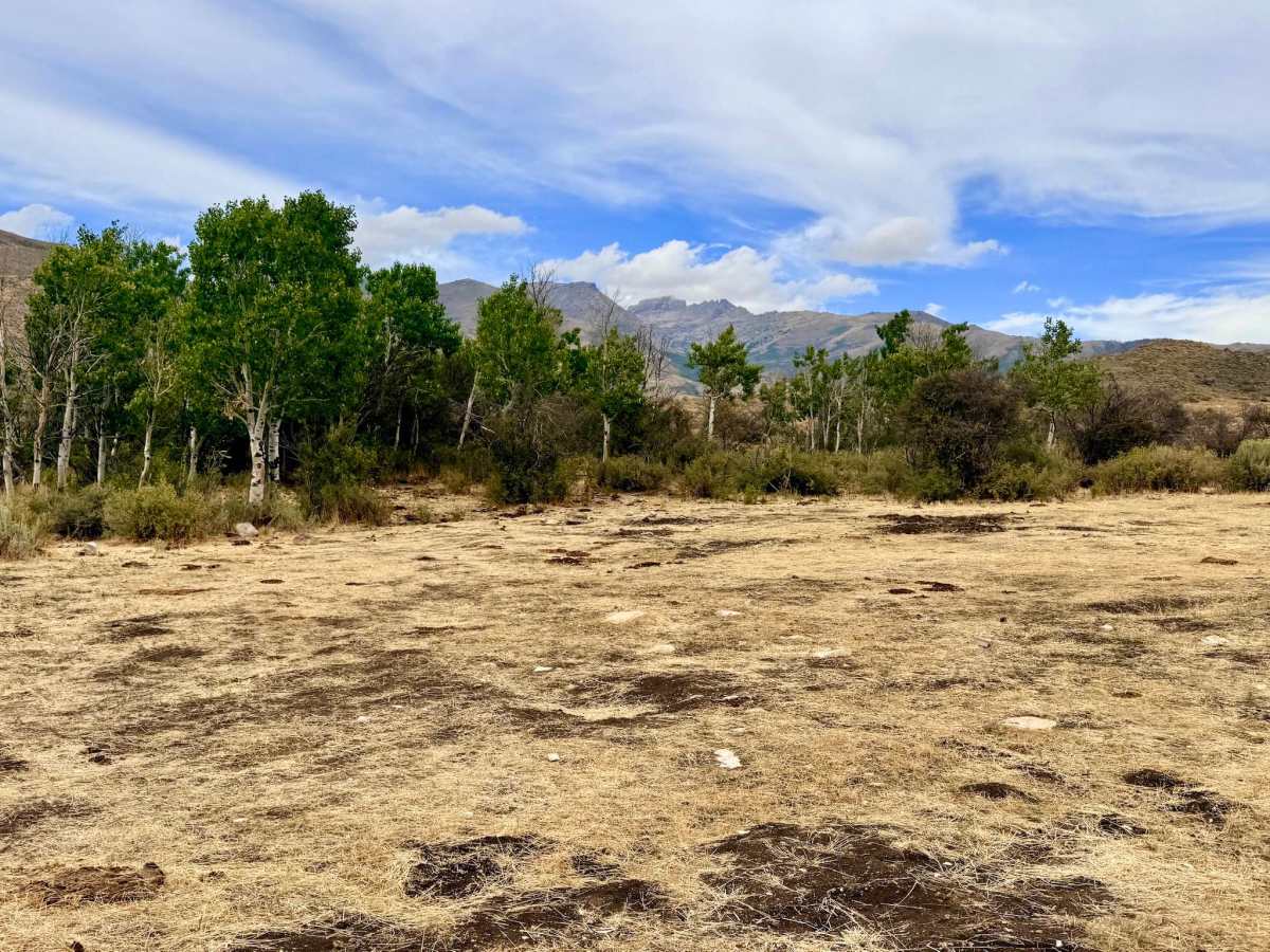 Horse Creek - FS 57506 photo 6